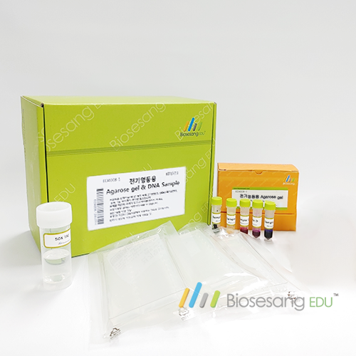 전기영동용 (Agarose gel& DNA sample) 과학 실험 키트(5인)