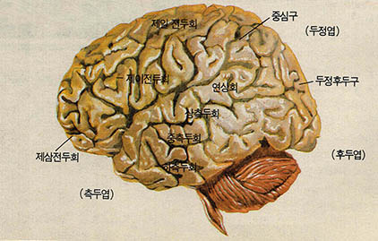 대뇌의 구조