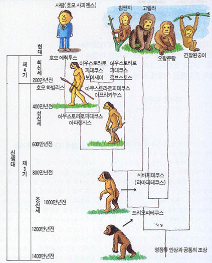 사람이 진화되는 과정.