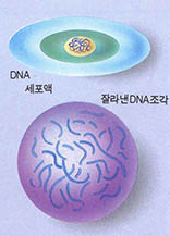 제한효소를 이용해 유전병을 찾아내고 화학적으로 DNA를 잘라낸 조각으로 만든다.