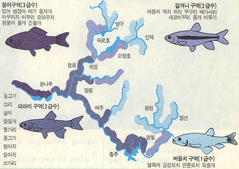 민물고기로 수질을 판정한다를 나타내는 삽화.