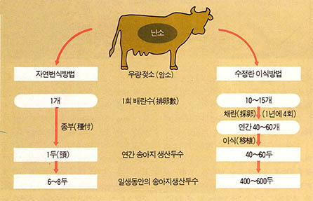 젖소 수정란이식의 이점