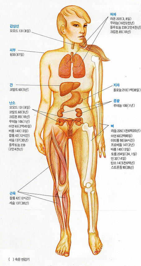 인체에 축척되는 방사성 동위원소