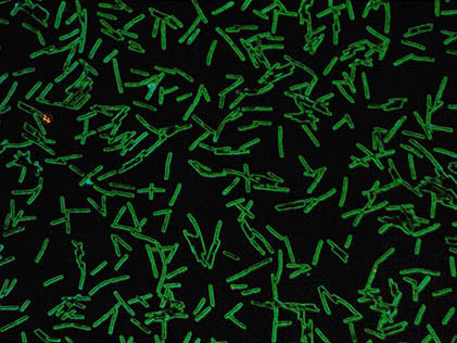 박테리아의 현미경사진. 효모·곰팡이와 함께 널리 쓰이는 미생물이다.