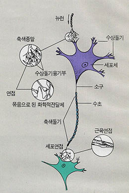 (그림1) 뉴런의 구조