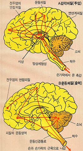 (그림 2) 뇌의 정보흐름