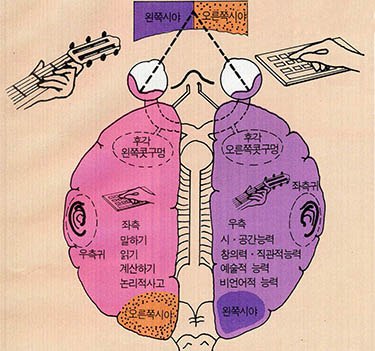 (그림 3) 두뇌의 구조와 기능