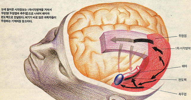 (그림 2) 어디에 기억이 자리잡는가?