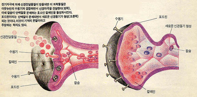 (그림 3) 어떻게 기억이 형성되나?