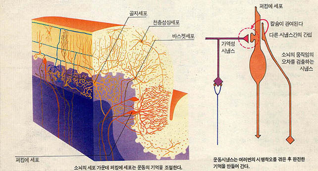 (그림 4) 소뇌의 신경세포와 운동의 기억과정