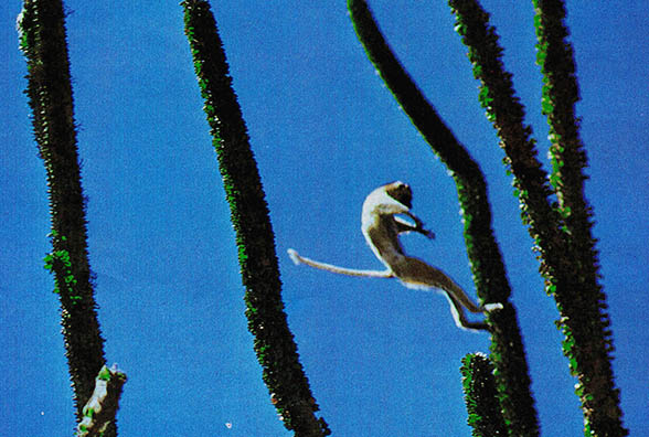 남부의 알오디아 지방에는 시파카가 서식하고 있다. 나무가지에서 가지로 점프를 하며 옮겨다닌다.
