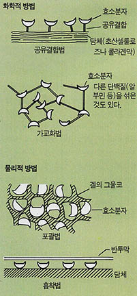 (그림 6) 효소 고정화법