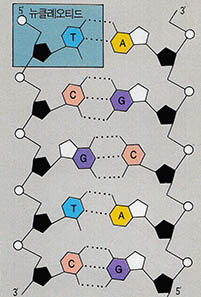 (그림 1) DNA의 2차원 구조