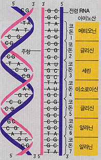 (그림2) DNA의 유전정보 전달 구조^암호를 가진 고리의 염기배열(적색 때)이 전령 RNA(mRNA)의 고리에 전사된다.