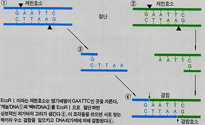 (그림3) DNA분자의 절단과 결합^EcoR Ⅰ이라는 제한효소는 염기배열이 GAATTC인 곳을 자른다. '게놈'DNA①과 '벡터'DNA②를 EcoR Ⅰ으로 절단하면 상보적인 외가닥의 고리가 생긴다③. 이 조각들을 섞으면 서로 맞는 짝끼리 수소 결합을 일으키고 DNA리가제에 의해 결합된다④.