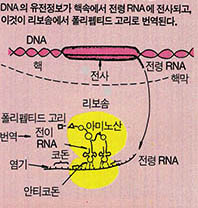 (그림4) 단백질 합성의 메카니즘^DNA의 유전정보가 핵속에서 전령 RNA에 전사되고, 이것이 리보솜에서 폴리펩티드 고리로 번영된다.