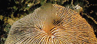 정자를 내뿜는 버섯 산호