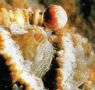「고니아스 테라」 산호가 난자를 뿜어내고 있다.