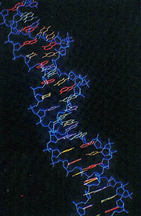 DNA의 2중나선구조(컴퓨터 처리)