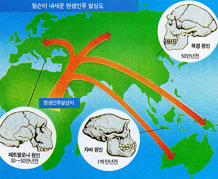 인류의 아프리카 기원설. 지금 발굴되고 있는 구개골들은 모두 사라져버린 종들의 것이다.