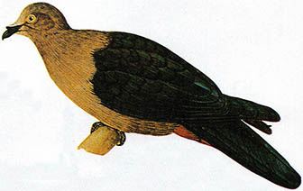 멸종위기에 처해 있는 남태평양의 '헨더슨'섬 비둘기.