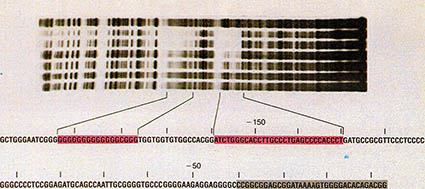 유전자 배열 결정의 한 예.