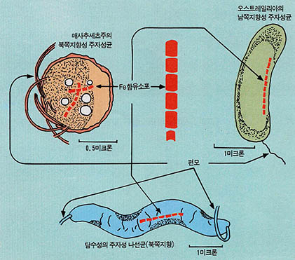 (그림 4) 여러가지 주자성 미생물