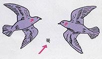 (그림 5) 새의 머리속의 자기벡터. 마그네타이트의 방향을 벡터로 표현했다.