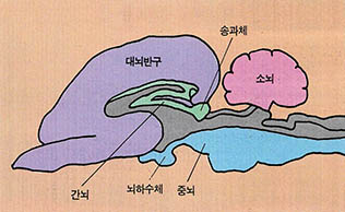 (그림 6) 뇌와 송과체