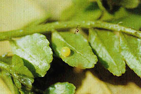 산초나뭇잎 뒷면에 산란한 호랑나비과의 알(직경 1.28mm) (사진 2)