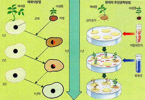 고전적 식물육종법과 유전공학적 방법의 비교