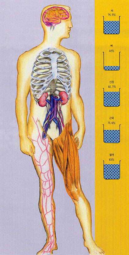 인체가 함유한 물^인체 속의 수분은 평균 65%에 달한다. 그러나 사람에 따라, 그리고 몸의 부분에 따라 상당한 차가 있다. 여윈 사람은 체중의 70%에 이르고 여성은 지방이 많아서 52%쯤 된다. 혈액 속의 수분이 적어지면 뇌 속의 갈증은 중추, 즉 시상하부가 자극을 받아 물을 마시고 싶다는 욕망을 일으키게 된다.