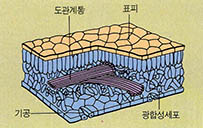 식물이 물을 흡수하는 과정