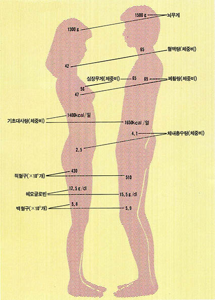 남·녀의 생물학적 평균차이 비교