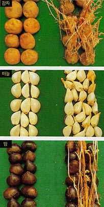 발아농산물에서의 조사처리식품(왼쪽)과 자연상태보존식품(오른쪽)의 차이(보존기간 9개월~1년)