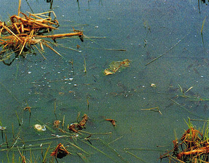 부영양화현상으로 용존산소가 희박해져 물고기들이 수면으로 몰리고 있는 수원의 서호(西浩). 
