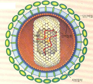 HIV의 구조