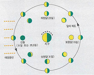 달의 모양 변화(삭망)^가운데 지구에서 달을 보면 안쪽에 그린 달과 같은 모양으로 보인다.