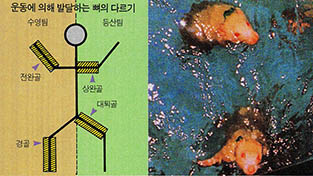 목에 추를 달고 헤엄치는 쥐. 이 쥐는 전완골과 경골이 굵어졌다. 이에 비해 파이프를 오르내린 쥐는 상완골과 대퇴골이 발육되었다.(오른쪽)