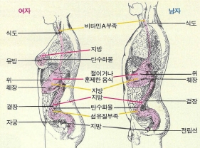 붉은선은 깊은 관련, 노란색은 약간의 관련, 회색선은 아주 적은 관련을 뜻한다.