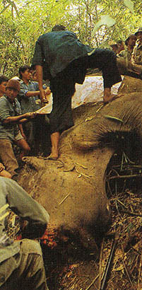 두가지죽음-편히 잠들거나 먹이로^코끼리는 이곳 타일랜드에서도 신성시되며 타이 법률은 코끼리에대한 가혹행위를 금지하고 있다. 따라서 대부분의 코끼리는 편히 저 세상으로 가지만 흉작일때가 많은 타이 북동지역에서는 잡아먹기도 한다. 인기부위는 코.