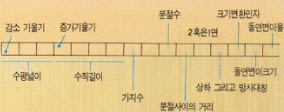 성장을 위한 지침은 바로 16개의 유전 인자이다. 각각의 인자는 발생 양상을 규정한다. 예를 들어 크기인자는 크기에 영향을 주고, 기울기는 구성물의 성장비에 영향을 준다.