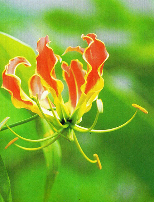 글로리오사 백합(Gloriosa Lily) 붉은색과 노랑색이 서로 뒤틀린 보기 드문 꽃. 가냘픈 꽃으로 유명하다.