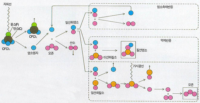 오존파괴 화학반응 염소는 오존의 생성과 파괴의 복잡한 반응에 관여한다. 오존파괴반응(왼쪽과 오른쪽 위). 일산화염소는 이산화질소와 결합, 오존저수지를 형성(오른쪽 중간). 일산화질소 또한 오존생성에 기여하기도 한다(오른쪽 아래). 그러나 전체적으로 남극의 상황에서 오존의 생성반응보다 파괴반응이 우세하다.