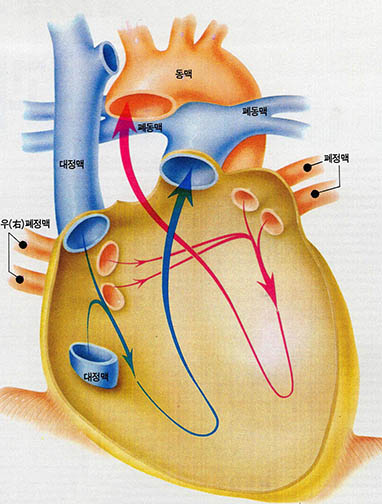 심장내에서 혈액이 흐르는 길^우심방 →우심실→폐동맥→폐→폐정맥→좌심방→좌심실→대동맥 순(順)으로 순환한다.