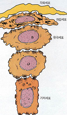 (그림2) 각질평형세포의 분화과정