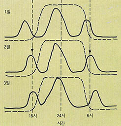 (그림 1) 게의 변색리듬( …선)과 활동리듬(-선)