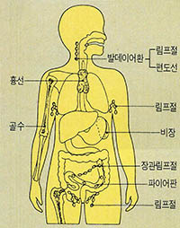 (그림1) 몸속에 분포되어 있는 면역생산공장