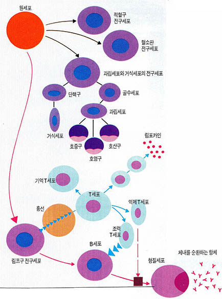 (그림2) 항체를 생산하는 형질세포가 분화되는 과정