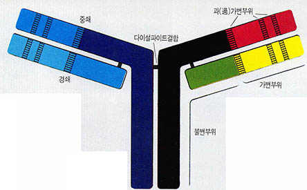 (그림5) 항체의 구조^2개의 중쇄(heavy chain)와 2개의 경쇄(light cha-in) 폴리펩타이드(polypeptide)로 구성되어 있다.